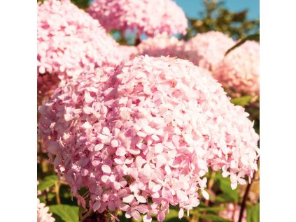 HYDRANGEA ARBORESCENS CANDYBELLE 'BUBBLEGUM' ist