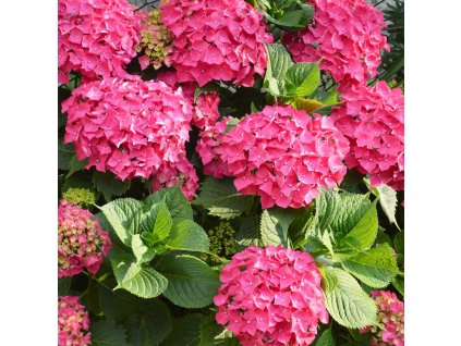 HYDRANGEA MACROPHYLLA 'HOT RED' ist1