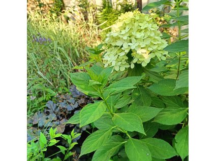 HYDRANGEA PANICULATA 'MOJITO' ist