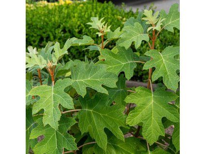 HYDRANGEA QUERCIFOLIA 'RUBY SLIPPERS' ist
