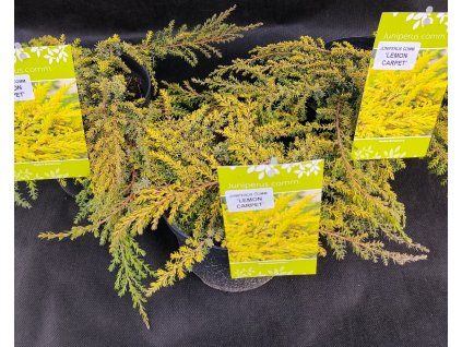 JUNIPERUS COMMUNIS 'LEMON CARPET' kak