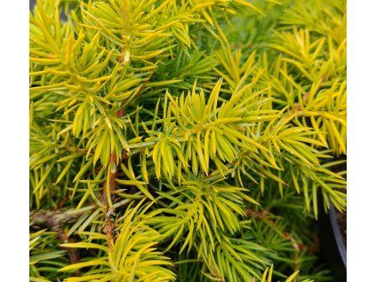 JUNIPERUS CONFERTA 'ALL GOLD' kak