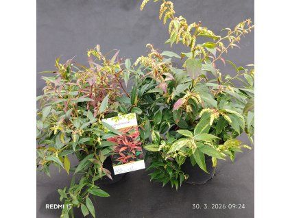 LEUCOTHOE KEISKEI 'ROYAL RUBY' kak