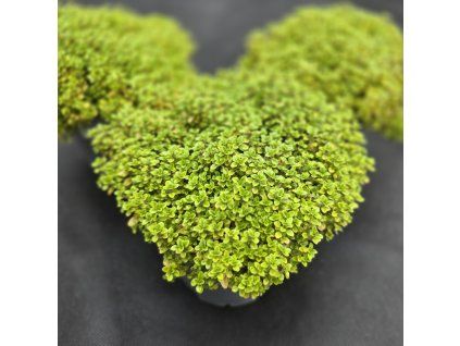 THYMUS X CITRIODORUS 'DOONE VALLEY'4