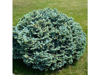 PICEA GLAUCA 'BLUE PLANET' ist