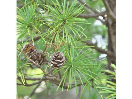 SCIADOPITYS VERTICILLATA_istock