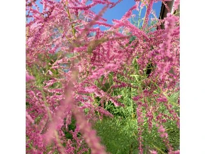 AMARIX TETRANDRA ist