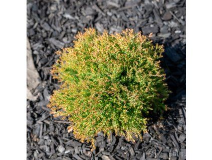 THUJA OCCIDENTALIS 'FIRE CHIEF' ist