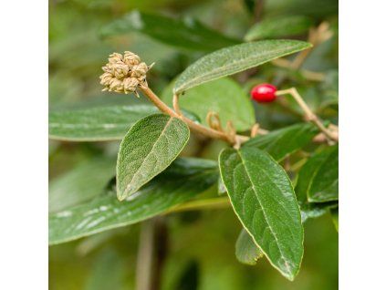 VIBURNUM × PRAGENSE ist