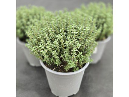 THYMUS VULGARIS 'FAUSTINO'3