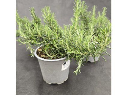 ROSMARINUS OFF. 'PROSTATUS'_4