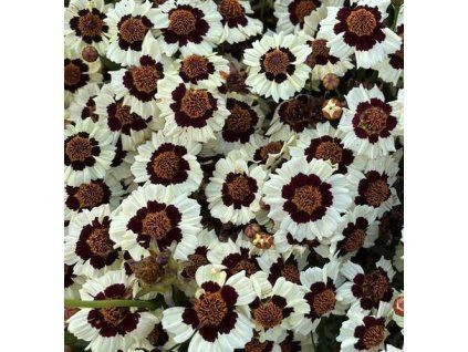 COREOPSIS TINCTORIA 'CORUSCO CREAM RED cerny