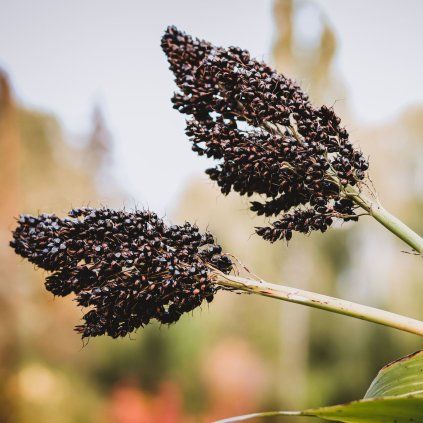 SORGHUM BICOLOR 'NIGRUM' ist