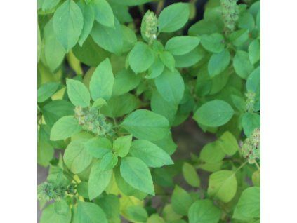 OCIMUM BASILICUM 'EVERLEAF LEMON' ist