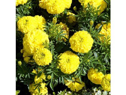 TAGETES ERECTA 'DISCOVERY YELLOW ist