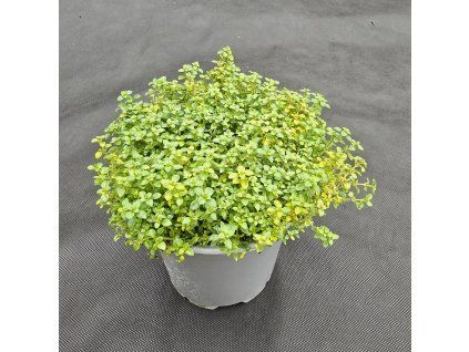 THYMUS 'BERTRAM ANDERSON'6