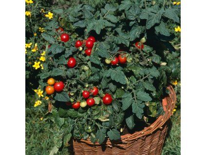 Tumbling Tom red Tomato ist