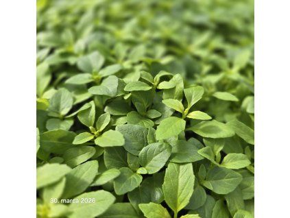 0 OCIMUM BASILICUM (BAZALKA PRAVÁ)