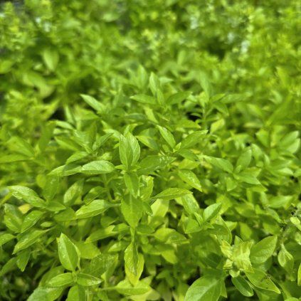 OCIMUM BASILICUM kak1