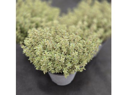 THYMUS CITRIODORUS 'LADY D'3