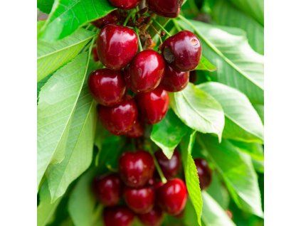 VIŠŇA SLABORASTÚCA ist, (2)