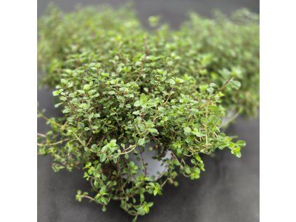 THYMUS SERPYLLUM6
