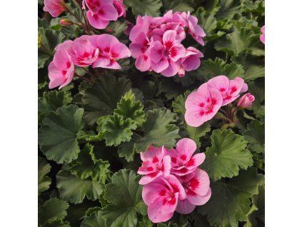 PELARGONIUM ZONALE 'LOUISE'