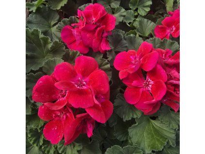 PELARGONIUM ZONALE 'RUBY LEE'1