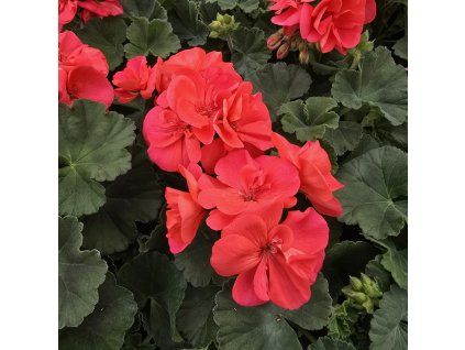 Pelargonium zonale Greco kak2