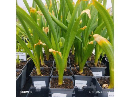 ALLIUM 'GLADIATOR' (CESNAK) kak