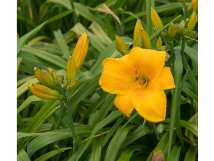 HEMEROCALLIS 'BAKABANA' shut