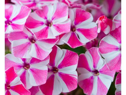 PHLOX PANICULATA 'PEPPERMINT TWIST shut