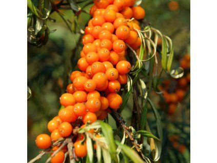 HIPPOPHAE RHAMNOIDES 'SUDARUŠKA' shut