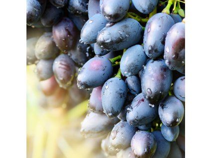 VITIS VINIFERA 'SOUVENIR®' shut