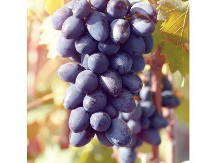 VITIS VINIFERA 'ATIKA' SHUT