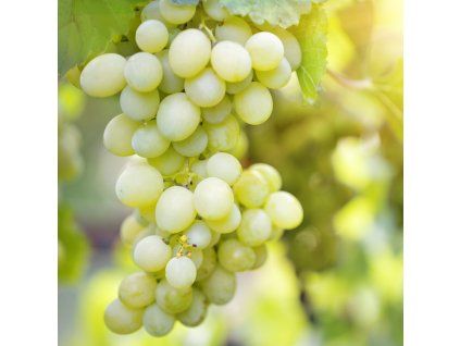 VITIS VINIFERA 'SUZI' SHUT