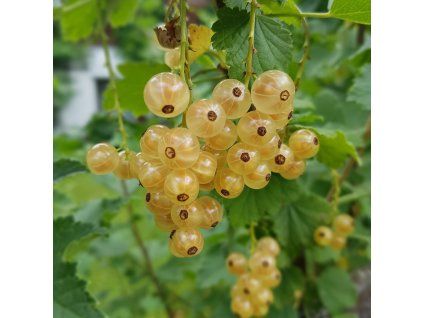 RIBES RUBRUM 'VERSAILLES BLANCHE' shut