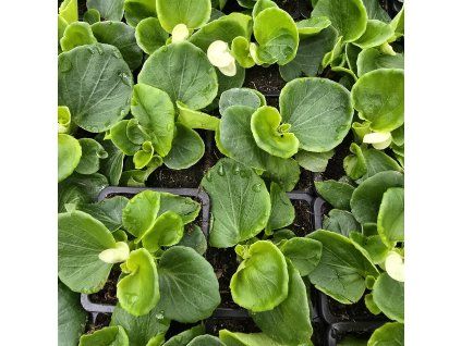 begonia semperflorens variant3 kak