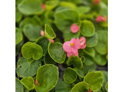 begonia semperflorens variant4 kak3