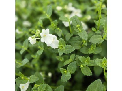 Diascia biela kak