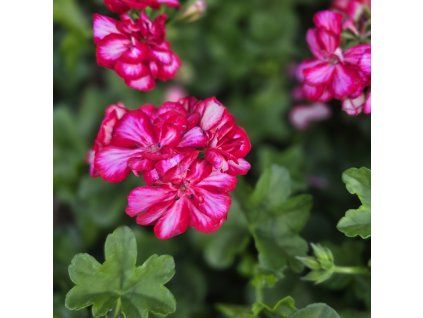 PELARGONIUM PELTATUM MARIŠKA KAK3