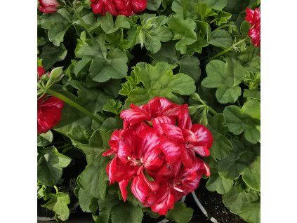Pelargonium peltatum mariška kak