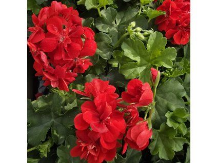 Pelargonium peltatum paula kak