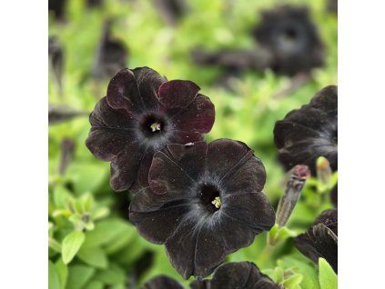 Petúnia kompact black kak