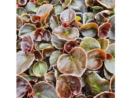 begonia sempervirens variant1 kak (2)