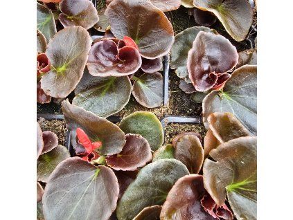 begonia sempervirens variant2 kak2 (2)