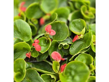 begonia sempervirens variant5 kak