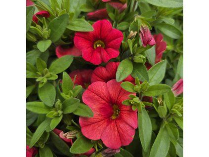 Millionbels variant2 kak.