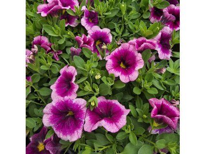 Millionbels variant4 kak