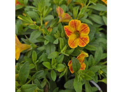 milionbells variant5 kak